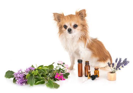 ¿Cuáles aceites esenciales son seguros y tóxicos para perros?