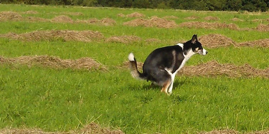 La caca de mi perro es acuosa, ¿qué está pasando?