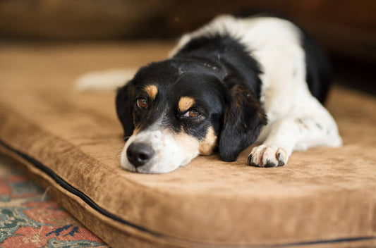 Problemas de Salud Comunes en Perros y Cómo Reconocerlos Temprano