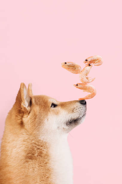 perro camarones