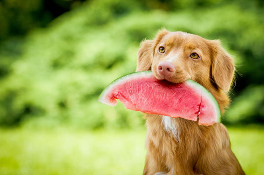 perro-frutas