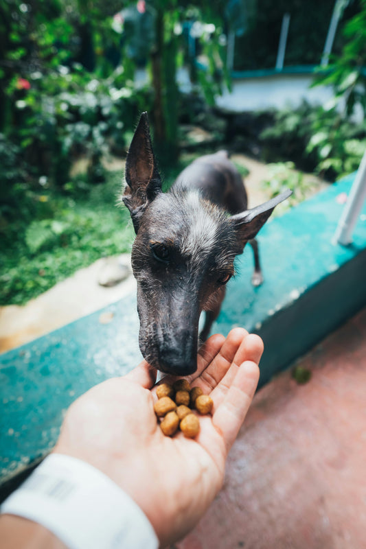 Guía completa de alimentos seguros para perros en Latinoamérica