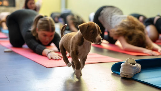 perro yoga