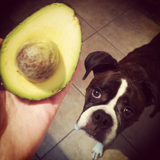 Palta y perros: riesgos, beneficios y mitos que debes conocer