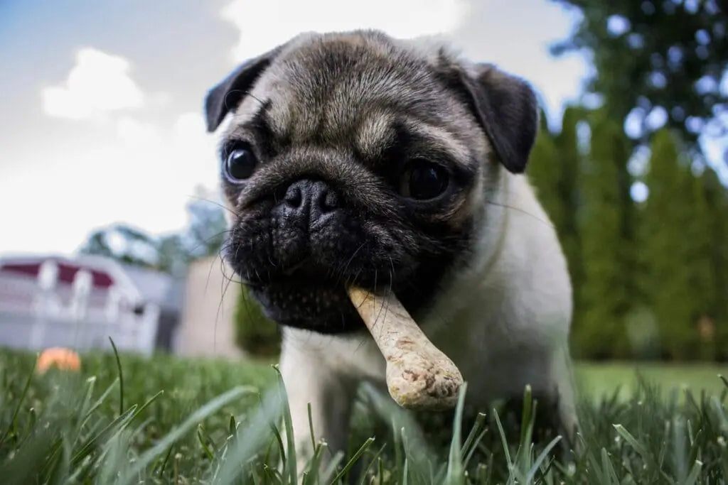 perro con un hueso