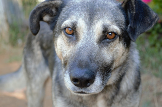 🐶 Mejores razas de perros para vivir en Santiago de Chile