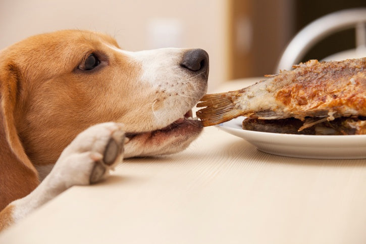 ¿Pueden los perros comer restos de carne cocida? Lo que todo dueño de mascotas debe saber