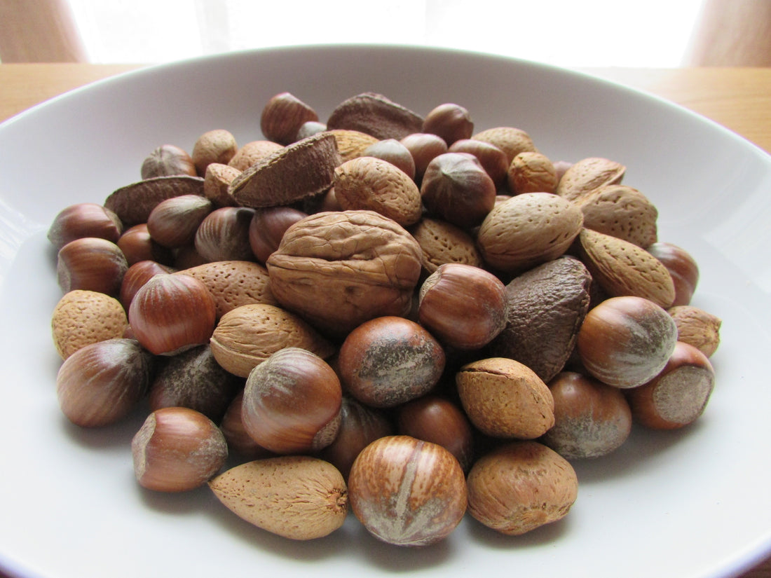 ¿Pueden los perros comer nueces? Lee antes de alimentar