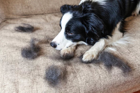 Razas de Perros que Más Pierden Pelo