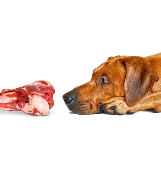 ¿Cuál es la mejor carne para alimentar a los perros?