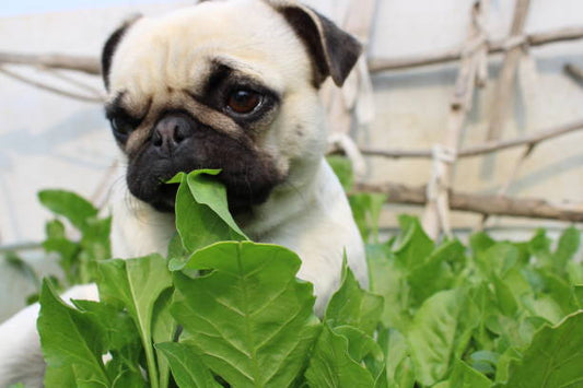 ¿Pueden los perros comer espinacas?