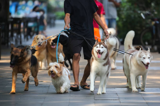 Las 10 mejores razas de perros compañeros para todo tipo de estilos de vida